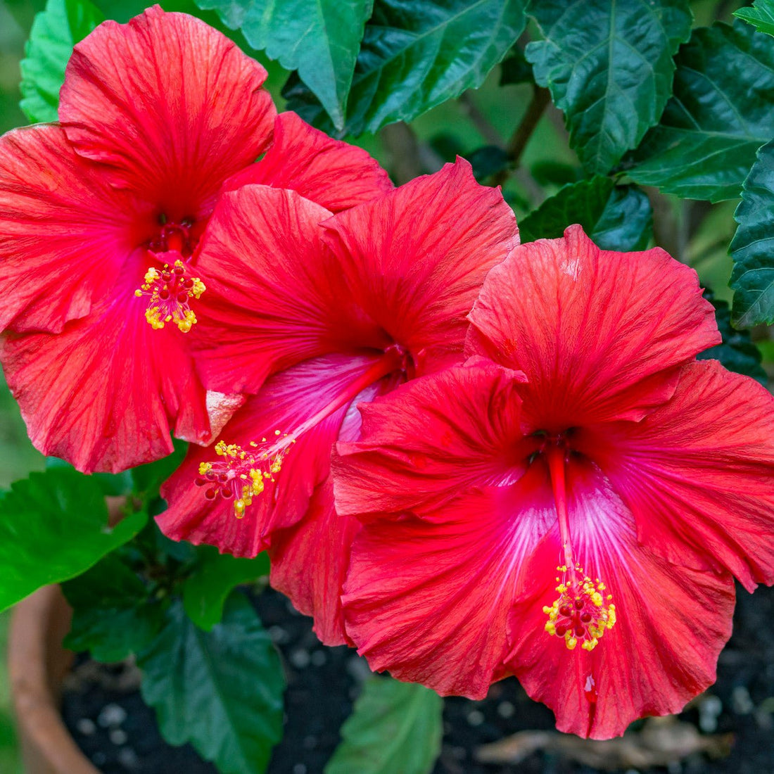 Beyond Beauty: The Hibiscus Elixir and Its Secret Health Wonders - Matt's Teas