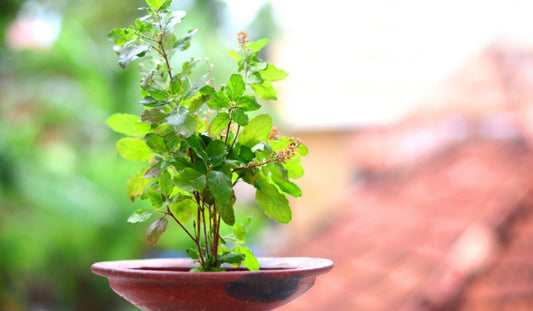 The Remarkable Health Benefits of Tulsi (Holy Basil) - Matt's Teas